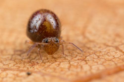 Réf. 243 219 : Caprainea marginata